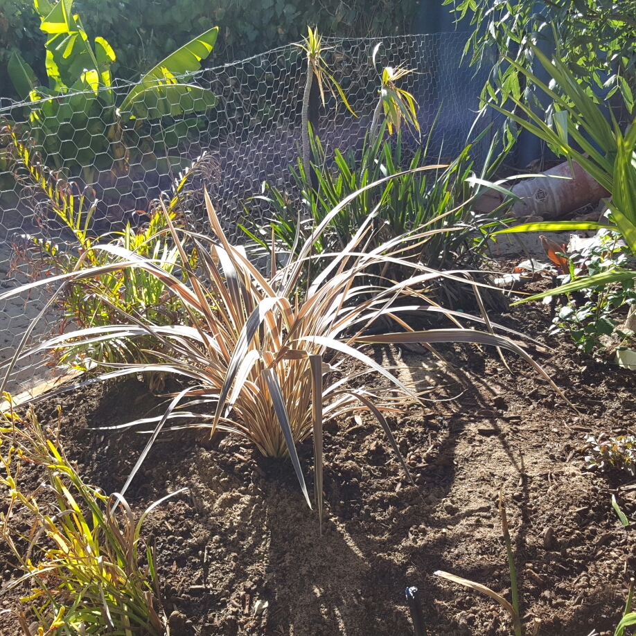 Cordyline Banksii Electric Flash in the GardenTags plant encyclopedia Cabbage Tree Electric Flash in the GardenTags plant encyclopedia