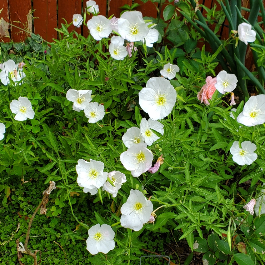 White Evening Primrose in the GardenTags plant encyclopedia