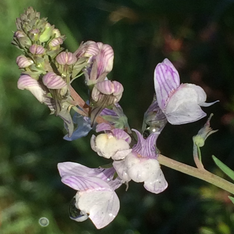 Linaria x dominii Yuppie Surprise in the GardenTags plant encyclopedia Toadflax Yuppie Surprise in the GardenTags plant encyclopedia