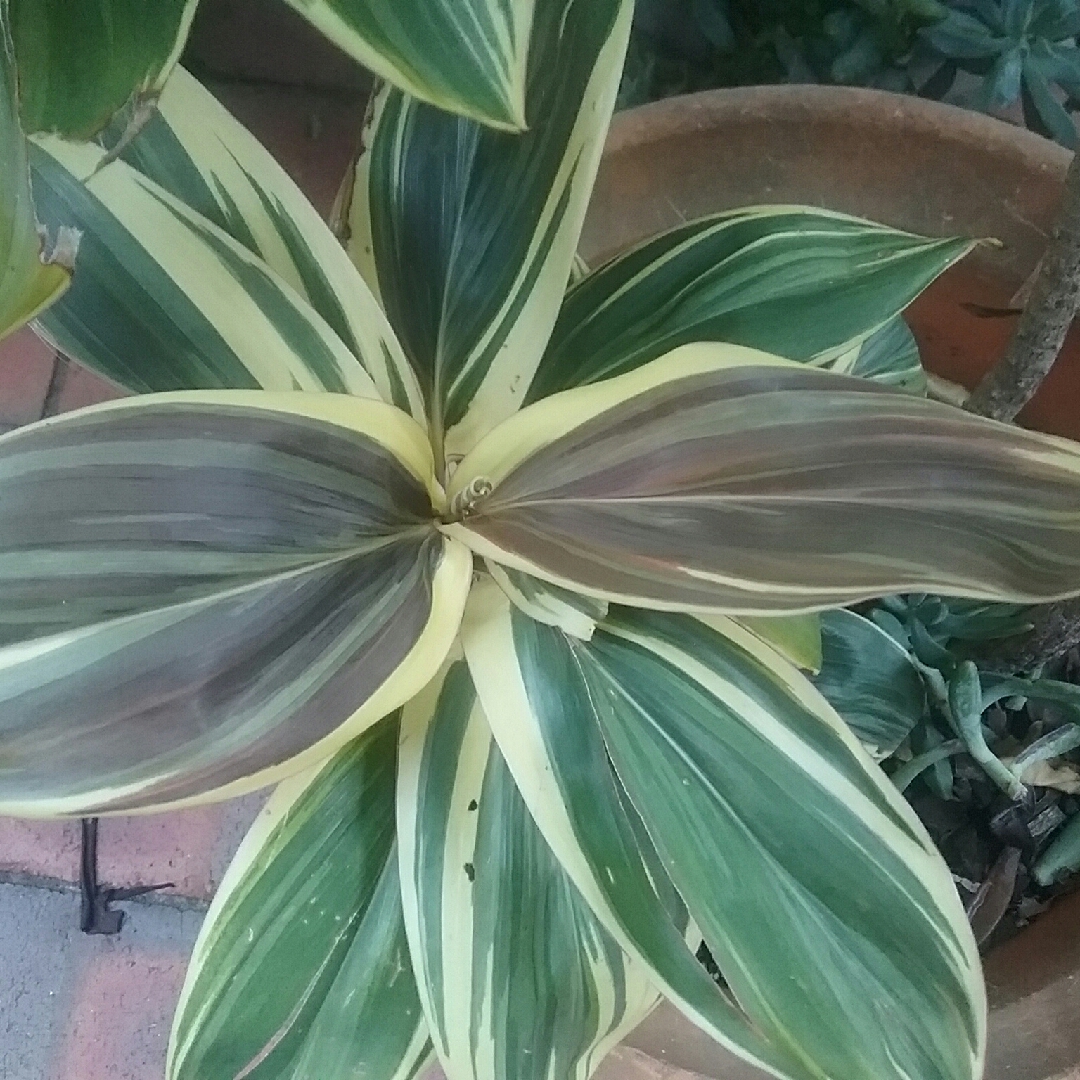 Cordyline Fruticosa Miss Andrea in the GardenTags plant encyclopedia Hawaiian Ti Plant Miss Andrea in the GardenTags plant encyclopedia