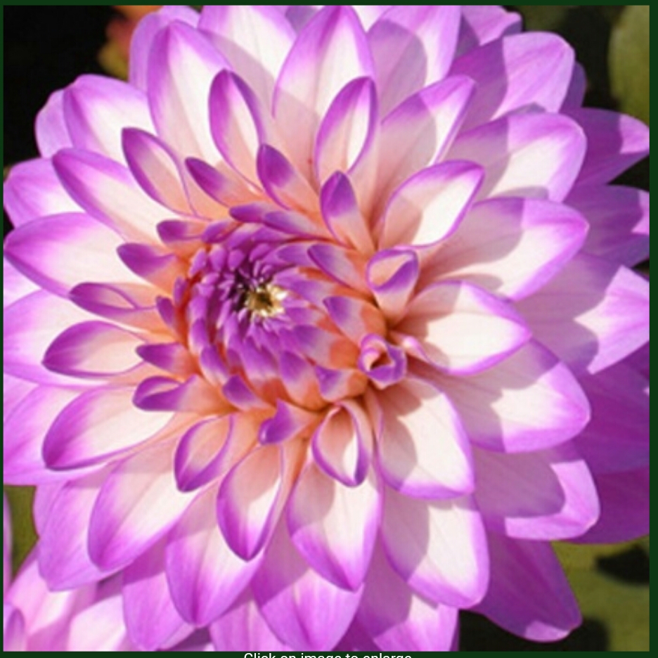Dahlia Melody Dixie in the GardenTags plant encyclopedia Dahlia Melody Dixie in the GardenTags plant encyclopedia