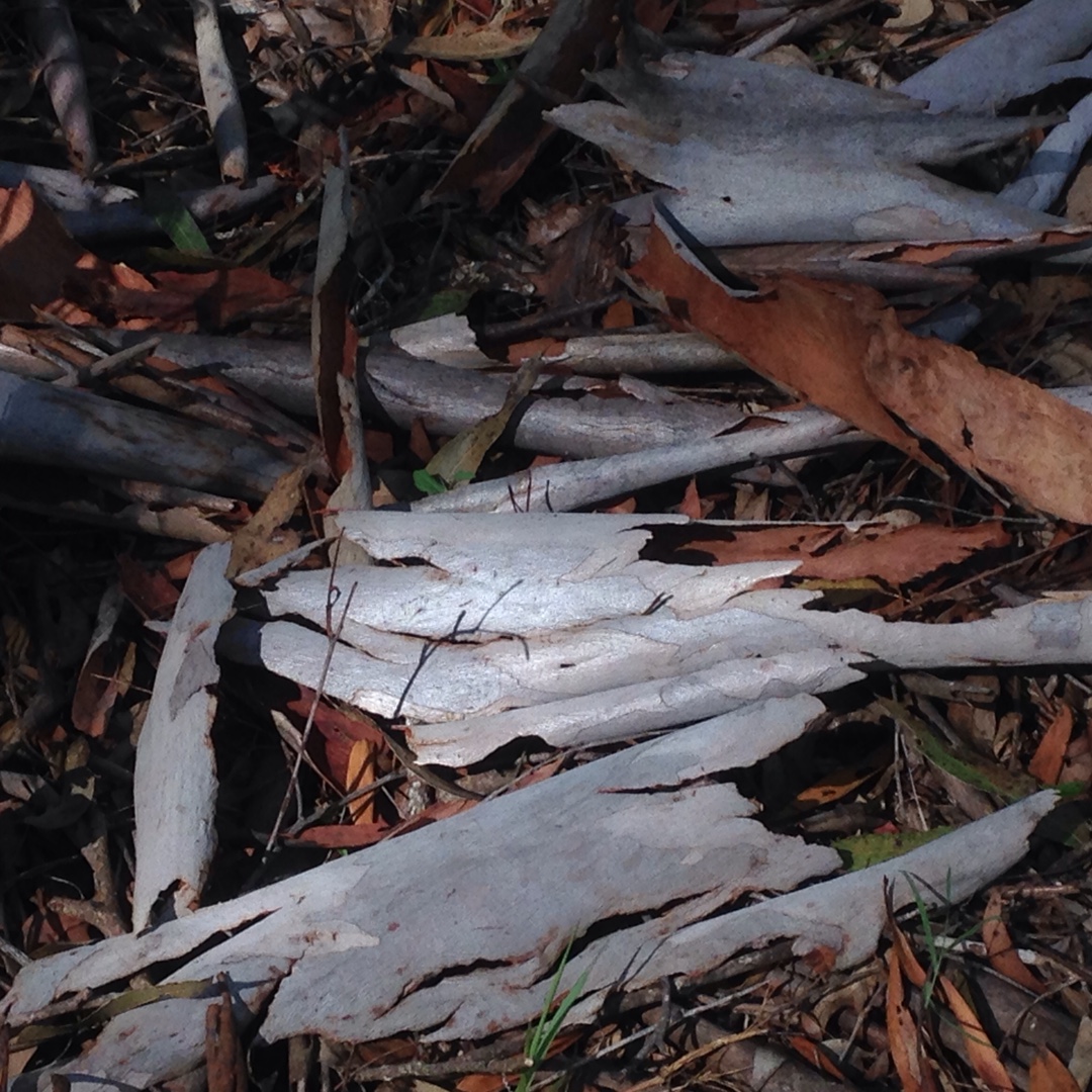 Ghost Gum in the GardenTags plant encyclopedia