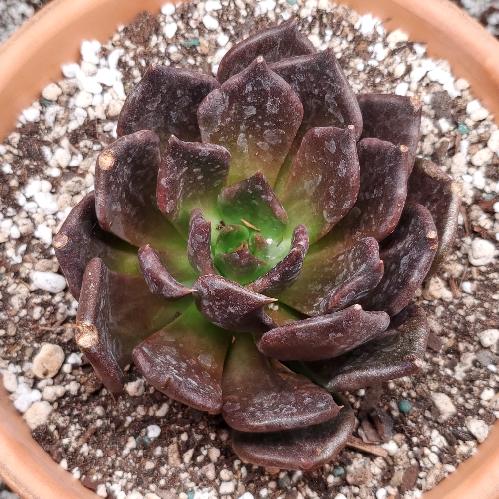 Echeveria Magic Red in the GardenTags plant encyclopedia Echeveria Magic Red in the GardenTags plant encyclopedia