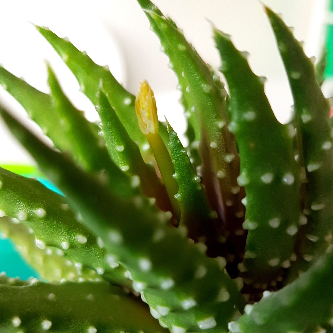 Tulista pumila syn. Haworthia pumila in the GardenTags plant encyclopedia Pearl Plant in the GardenTags plant encyclopedia