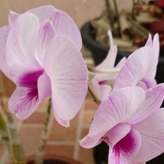 Dendrobium bigibbum var. phalaenopsis in the GardenTags plant encyclopedia Cooktown Orchid in the GardenTags plant encyclopedia