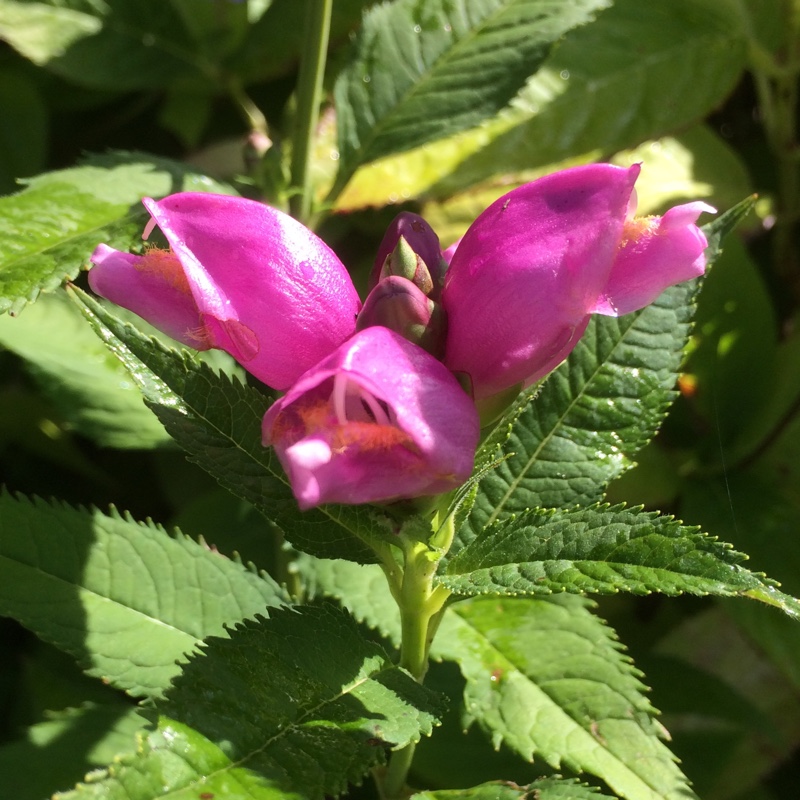Turtlehead in the GardenTags plant encyclopedia