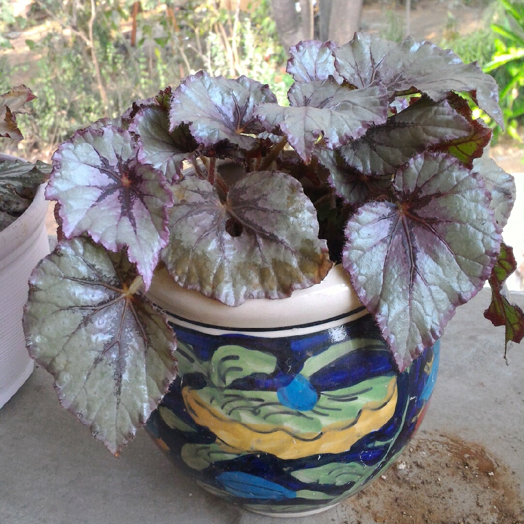 Begonia (Rex Cultorum Group) Fairy syn. Begonia rex Fairy in the GardenTags plant encyclopedia Rex Begonia Fairy in the GardenTags plant encyclopedia