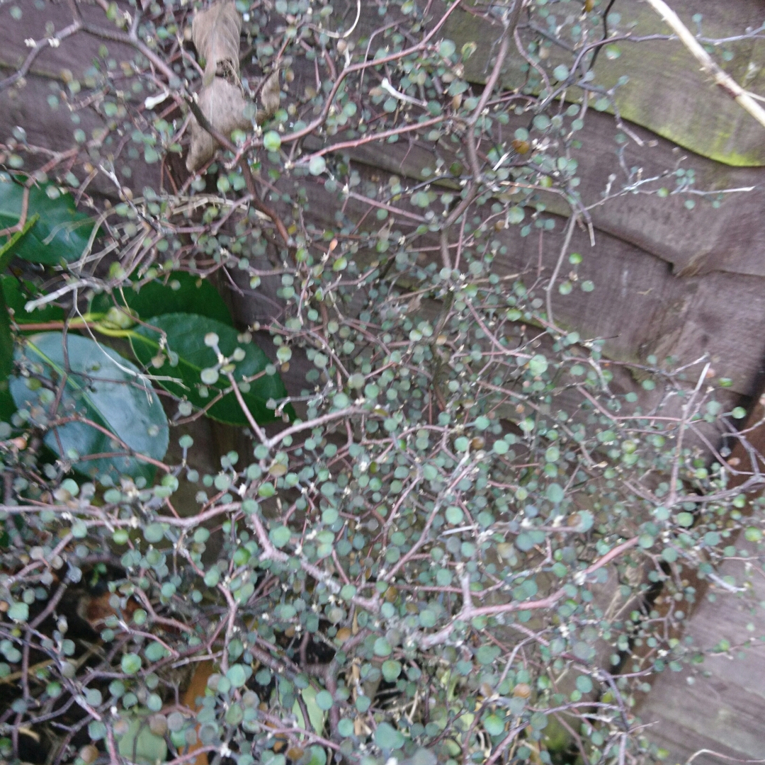 Corokia cotoneaster in the GardenTags plant encyclopedia Wire Netting Bush in the GardenTags plant encyclopedia