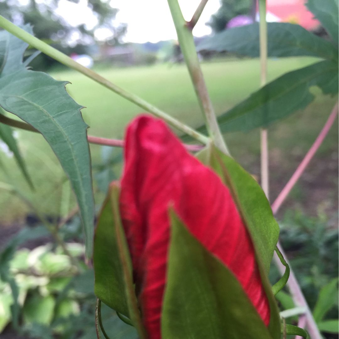 Hibiscus Red River in the GardenTags plant encyclopedia Rose Mallow hibiscus Red River in the GardenTags plant encyclopedia