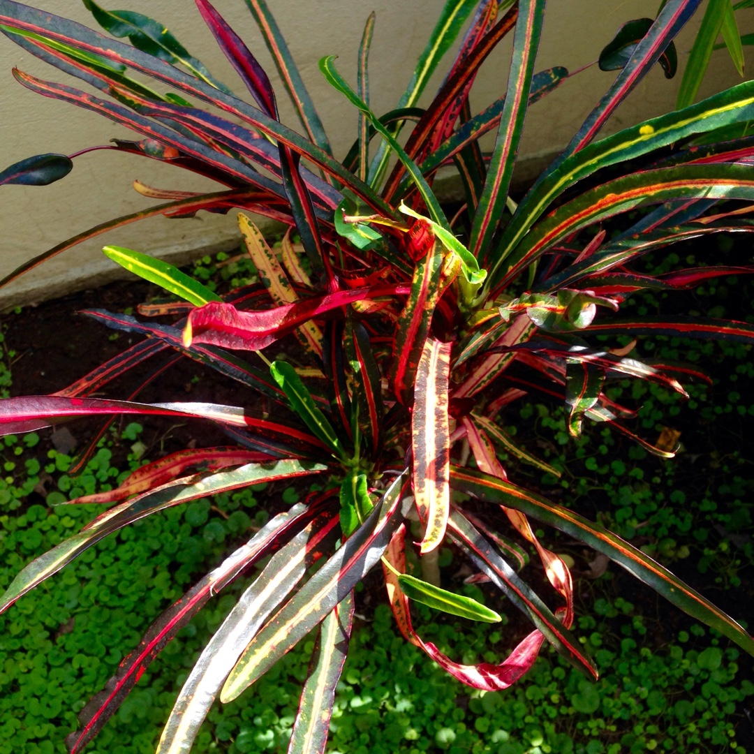Codiaeum variegatum Zanzibar in the GardenTags plant encyclopedia Croton Zanzibar in the GardenTags plant encyclopedia