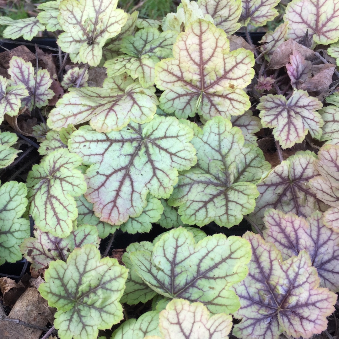 Heuchera Circus in the GardenTags plant encyclopedia Alumroot Circus in the GardenTags plant encyclopedia