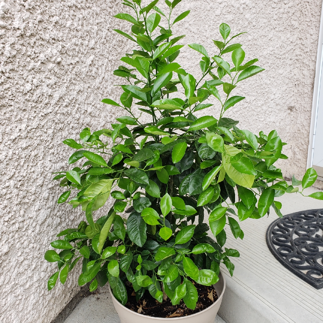 Citrus x paradisi in the GardenTags plant encyclopedia Grapefruit Tree in the GardenTags plant encyclopedia