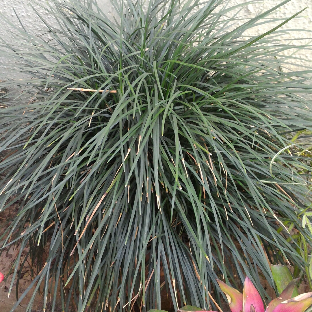 Mondo Grass (Species) in the GardenTags plant encyclopedia