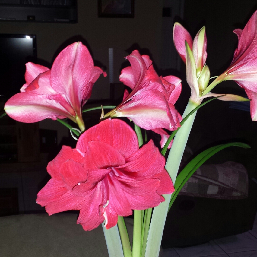 Hippeastrum Red Dragon in the GardenTags plant encyclopedia Hippeastrum Red Dragon in the GardenTags plant encyclopedia