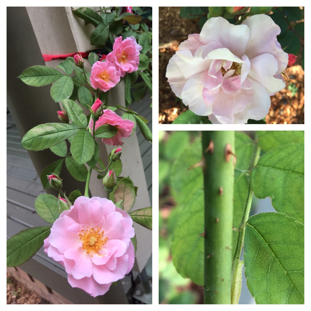 Rosa Clair Matin in the GardenTags plant encyclopedia Rose Clair Matin in the GardenTags plant encyclopedia