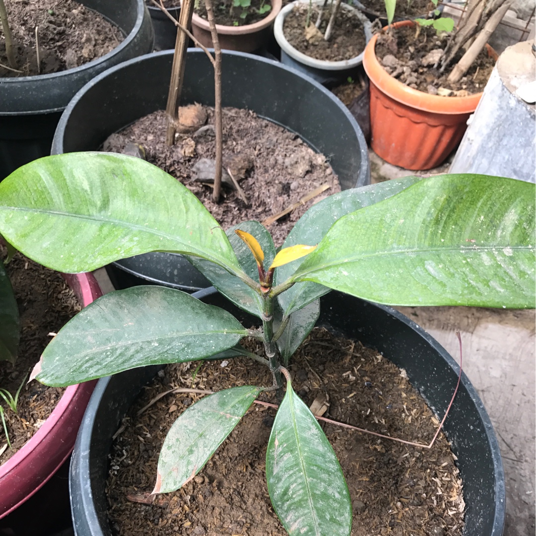 Garcinia mangostana in the GardenTags plant encyclopedia Mangosteen in the GardenTags plant encyclopedia