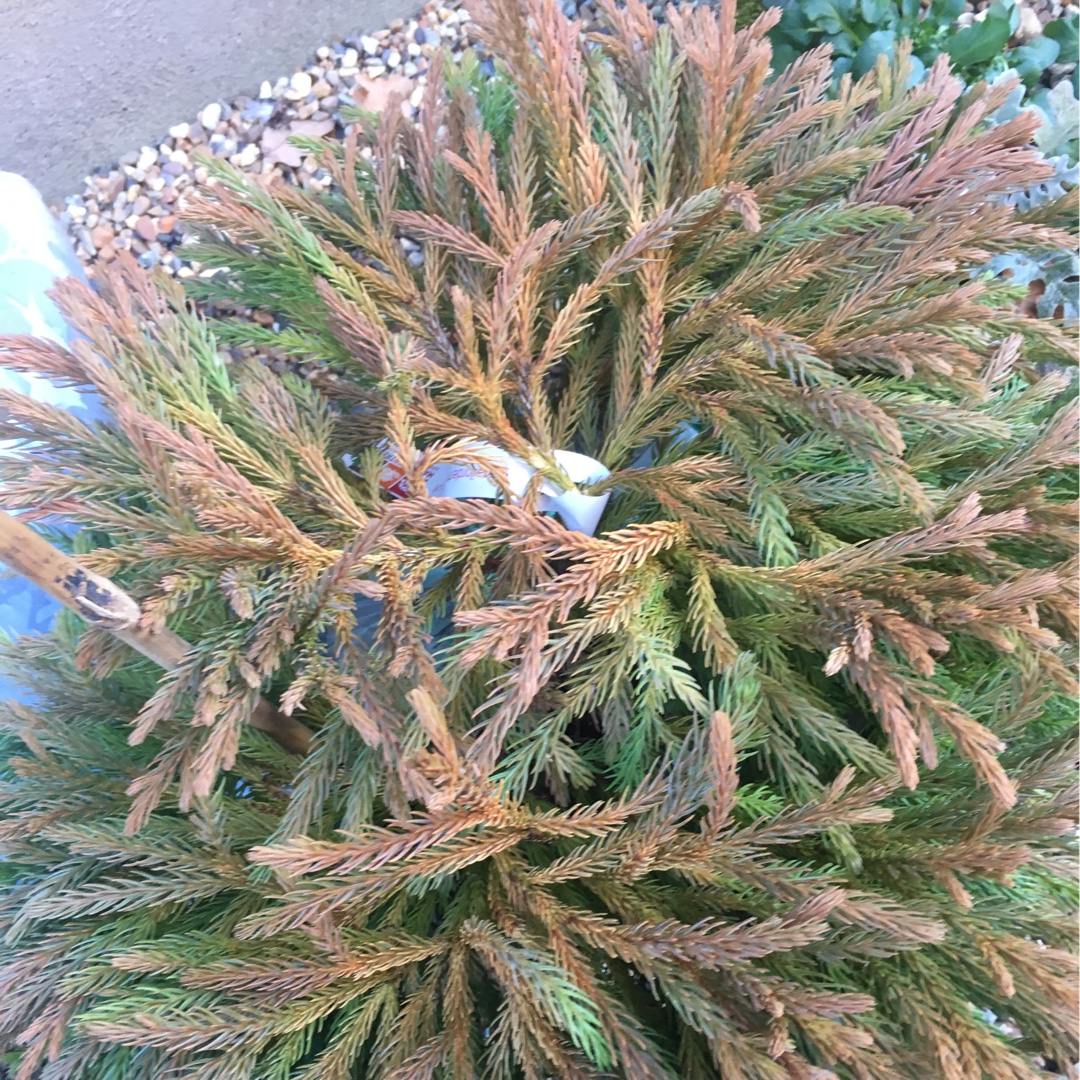Cryptomeria japonica Globosa Nana in the GardenTags plant encyclopedia Japanese sugi pine in the GardenTags plant encyclopedia