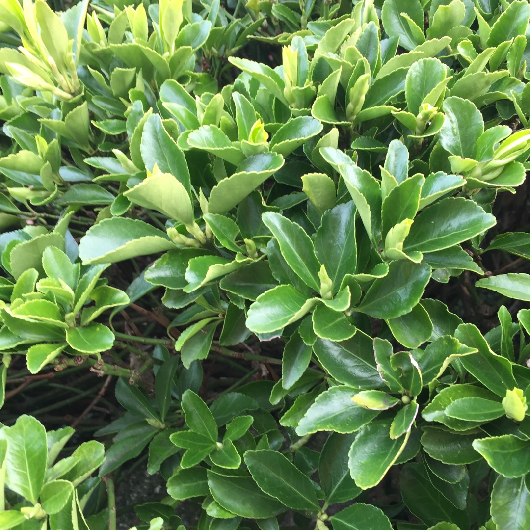 Euonymus japonicus Green Rocket in the GardenTags plant encyclopedia Euonymus Green Rocket in the GardenTags plant encyclopedia