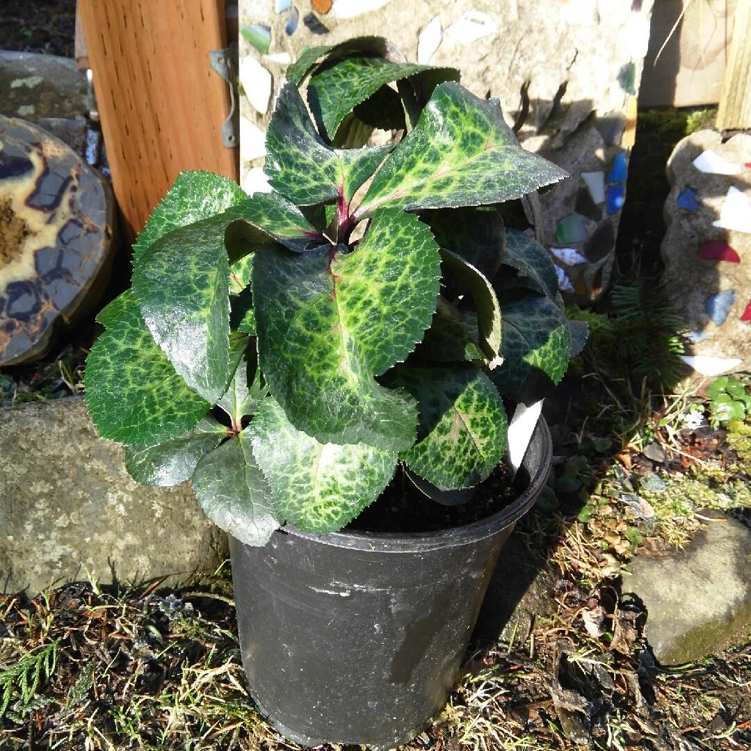 Helleborus Epb 30 (Frostkiss Series) syn. Helleborus (Rodney Davey Marbled Group) Danas Dulcet in the GardenTags plant encyclopedia Hellebore Danas Dulcet in the GardenTags plant encyclopedia