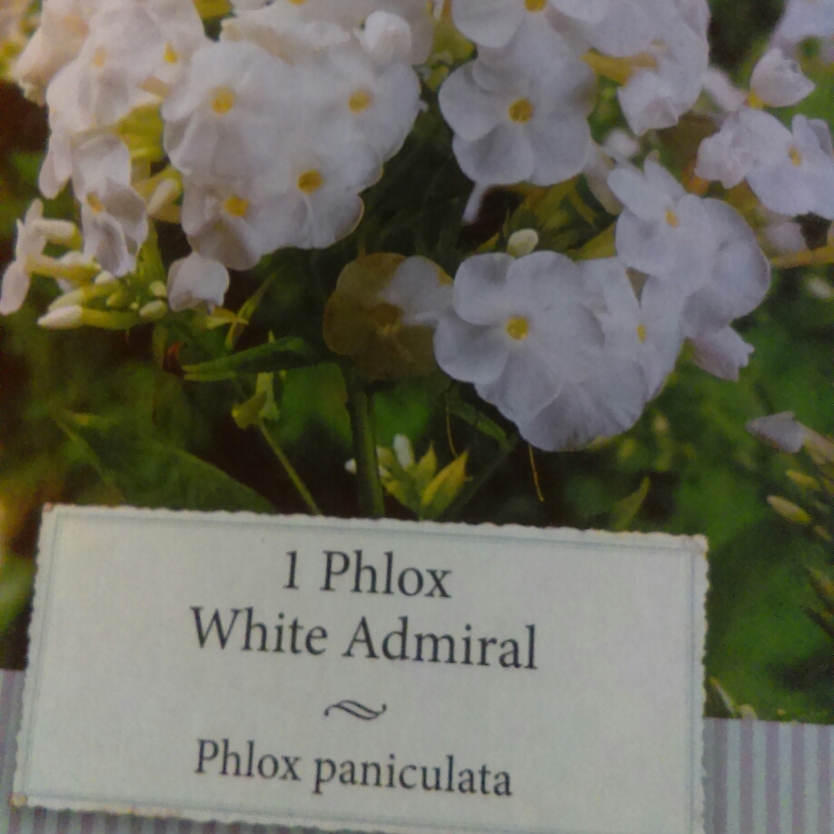 Phlox paniculata White Admiral in the GardenTags plant encyclopedia Phlox White Admiral in the GardenTags plant encyclopedia