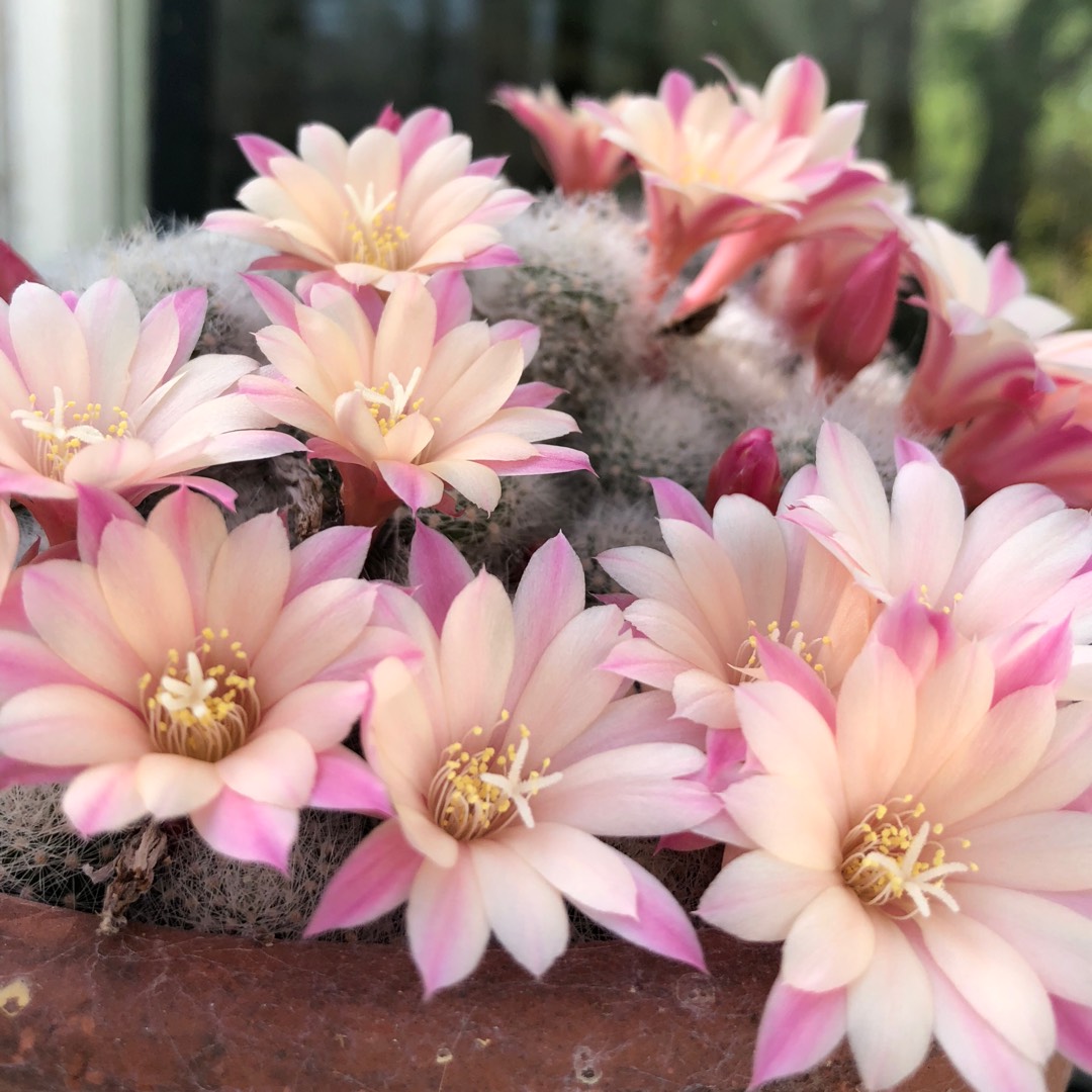 Rebutia Celebration syn. Aylostera Celebration in the GardenTags plant encyclopedia Rebutia Celebration in the GardenTags plant encyclopedia