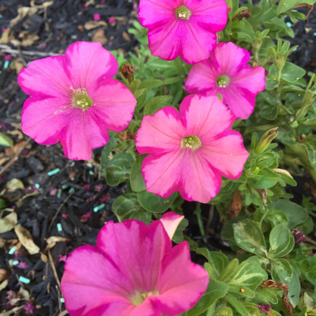 Petunia x hybrida Raspberry Blast in the GardenTags plant encyclopedia Petunia Raspberry Blast in the GardenTags plant encyclopedia