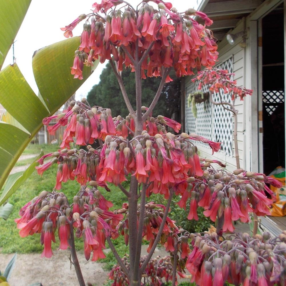 Kalanchoe Manginii in the GardenTags plant encyclopedia Kalanchoe Manginii in the GardenTags plant encyclopedia