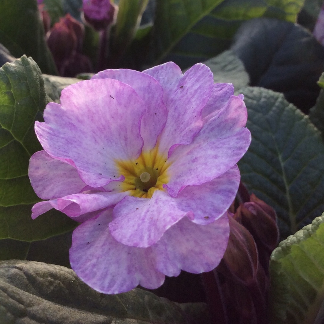 Primula Frosty Morn in the GardenTags plant encyclopedia Primrose Frosty Morn in the GardenTags plant encyclopedia