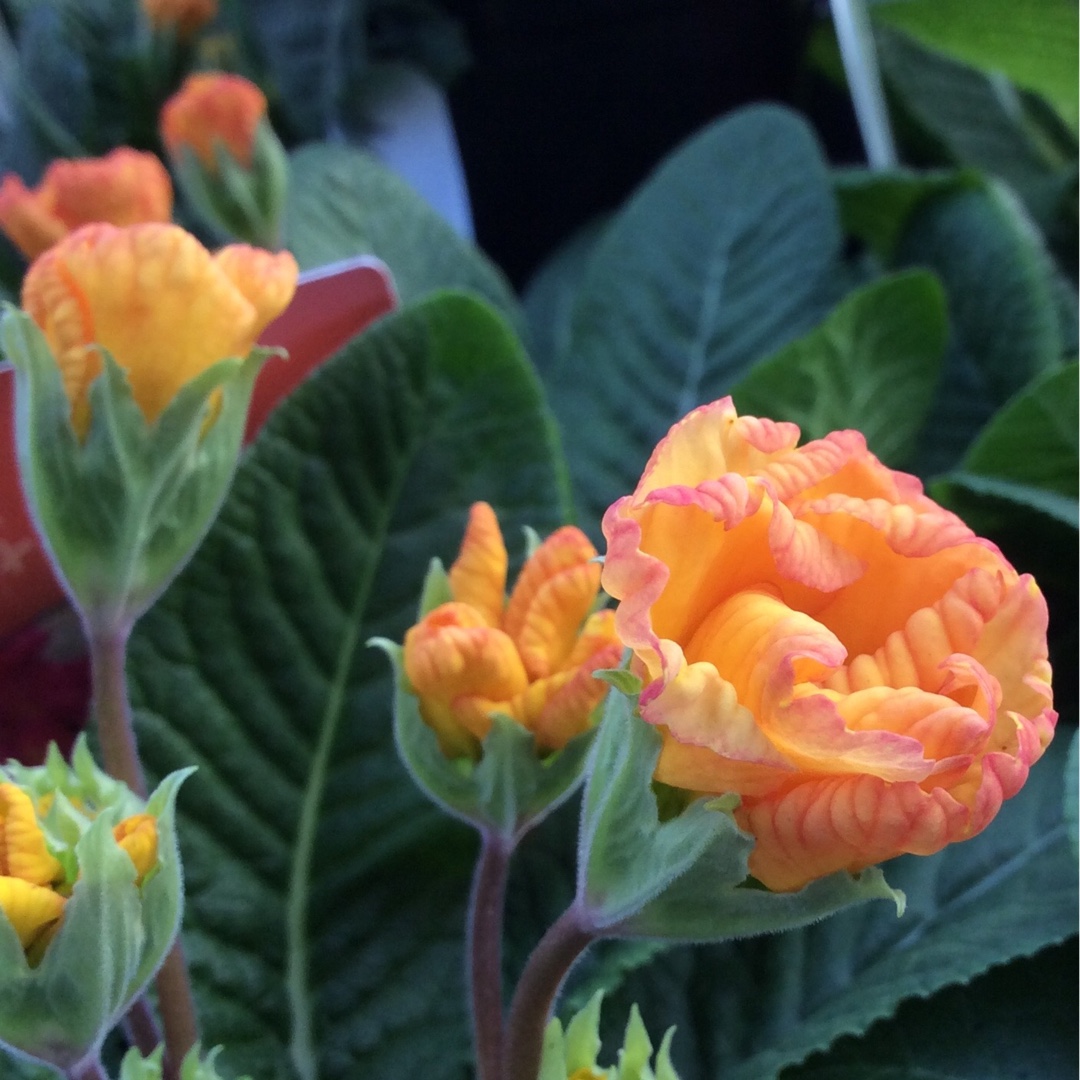 Primula Ember Glow in the GardenTags plant encyclopedia Primrose Ember Glow in the GardenTags plant encyclopedia