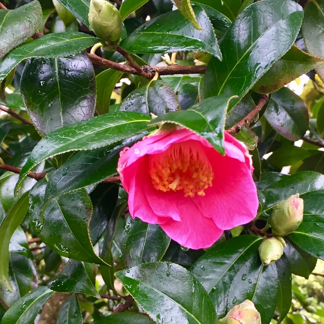 Camellia x williamsii Saint Ewe in the GardenTags plant encyclopedia Camellia Saint Ewe in the GardenTags plant encyclopedia