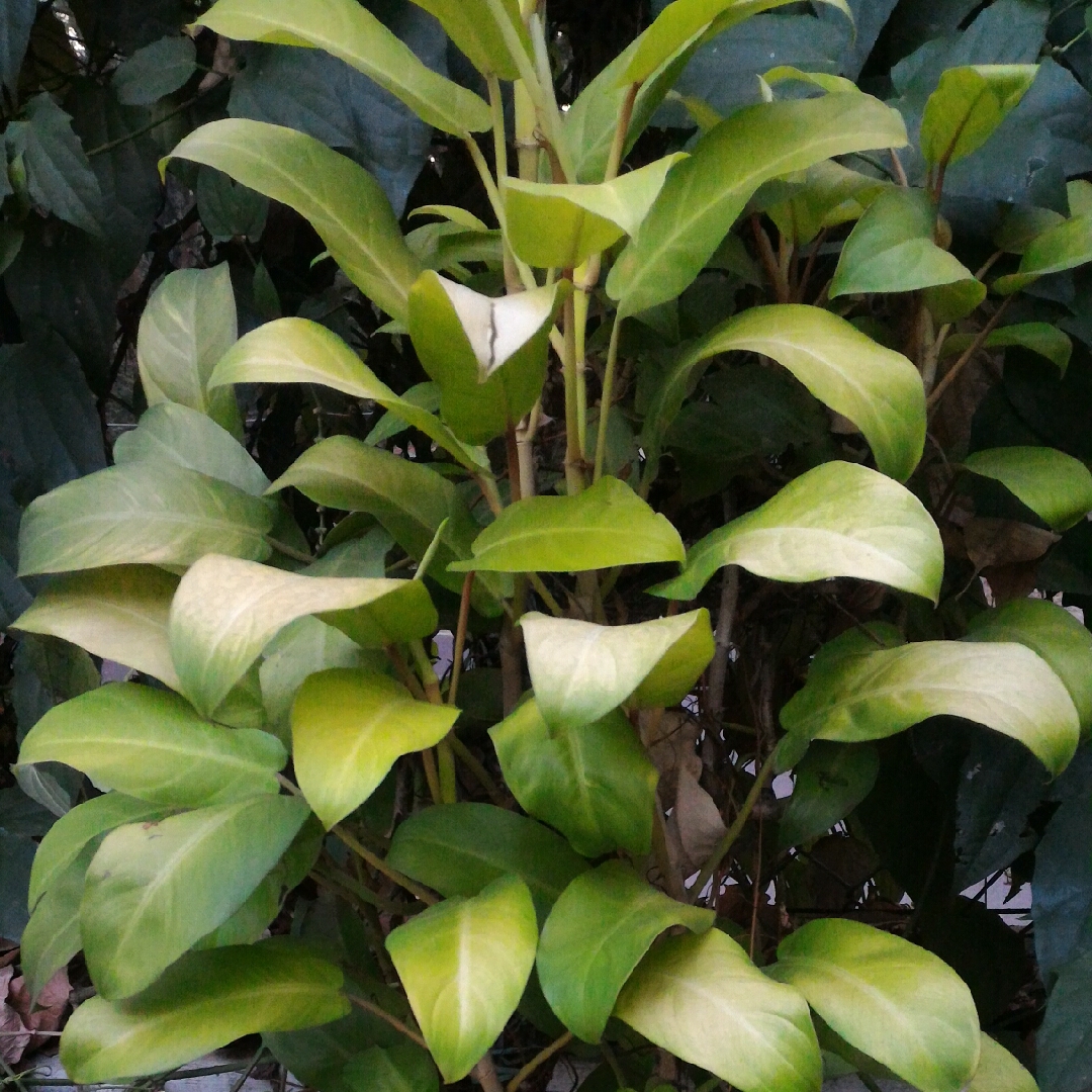 Philodendron Golden Emerald in the GardenTags plant encyclopedia Philodendron Golden Emerald in the GardenTags plant encyclopedia