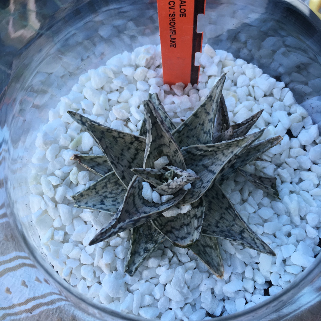 Aloe rauhii Snowflake in the GardenTags plant encyclopedia Aloe Snowflake in the GardenTags plant encyclopedia