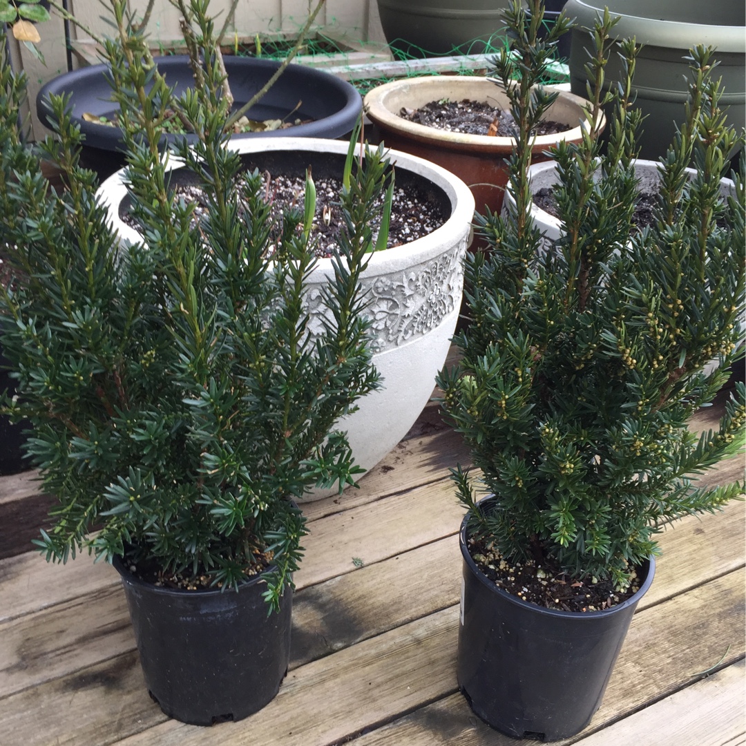Anglojap Yew Hillii in the GardenTags plant encyclopedia