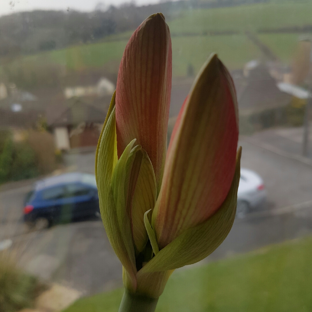 Hippeastrum Hercules in the GardenTags plant encyclopedia