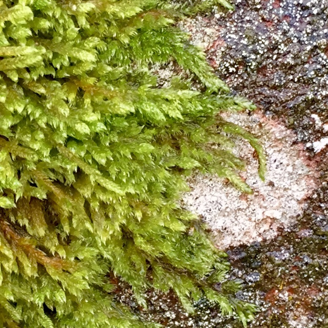 Sphagnum Moss, Sphagnum (living plant), Peat Moss (decayed plant