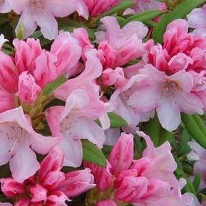 Rhododendron yakushimanum Bashful in the GardenTags plant encyclopedia Rhododendron Bashful in the GardenTags plant encyclopedia