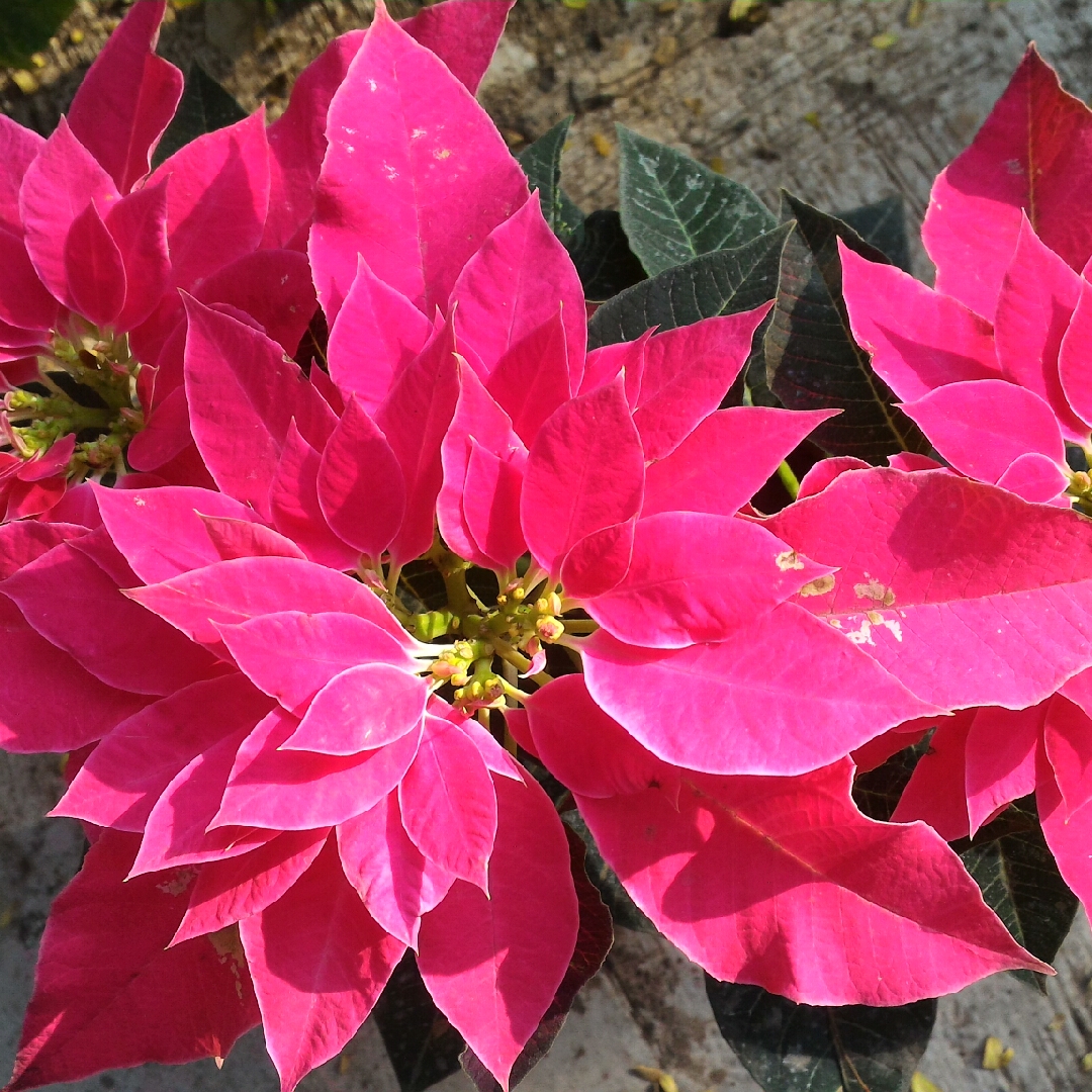 Euphorbia pulcherrima Bonpripicom (Princettia Series) syn. Euphorbia pulcherrima Princettia Hot Pink in the GardenTags plant encyclopedia Poinsettia Princettia Hot Pink in the GardenTags plant encyclopedia