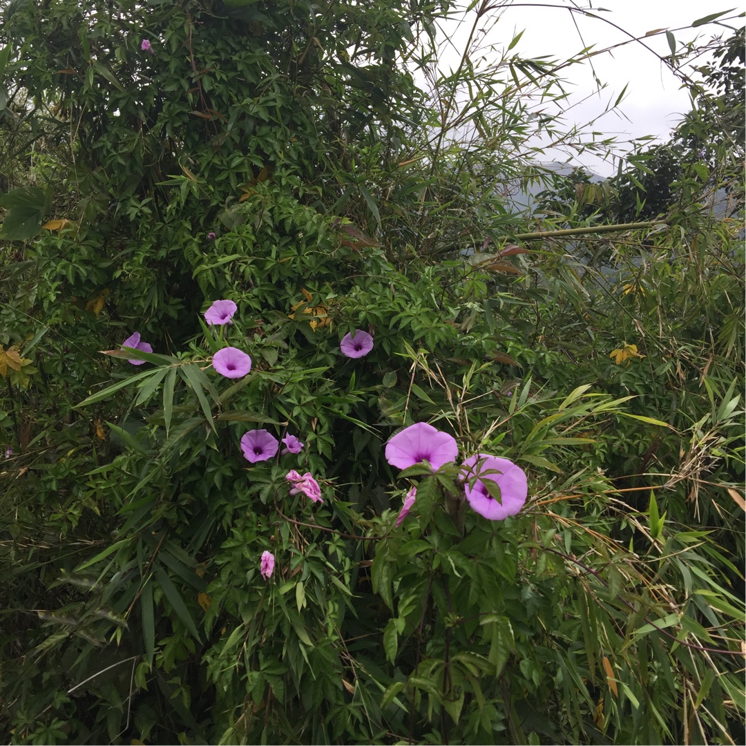 Cairo Morning Glory in the GardenTags plant encyclopedia