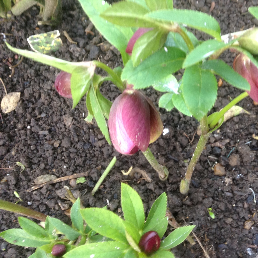 Helleborus x hybridus Harvington Pink in the GardenTags plant encyclopedia Hellebore Harvington Pink in the GardenTags plant encyclopedia