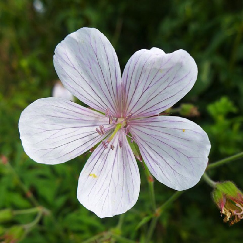 Geranium clarkei Kashmir White in the GardenTags plant encyclopedia Geranium Kashmir White in the GardenTags plant encyclopedia