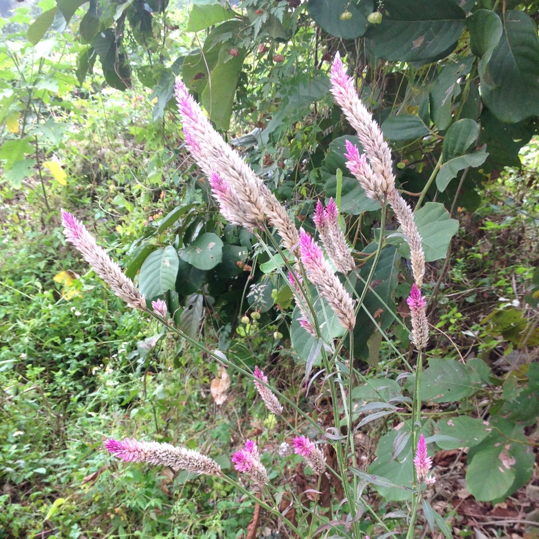 Celosia Spicata in the GardenTags plant encyclopedia Flamingo Cockscomb in the GardenTags plant encyclopedia