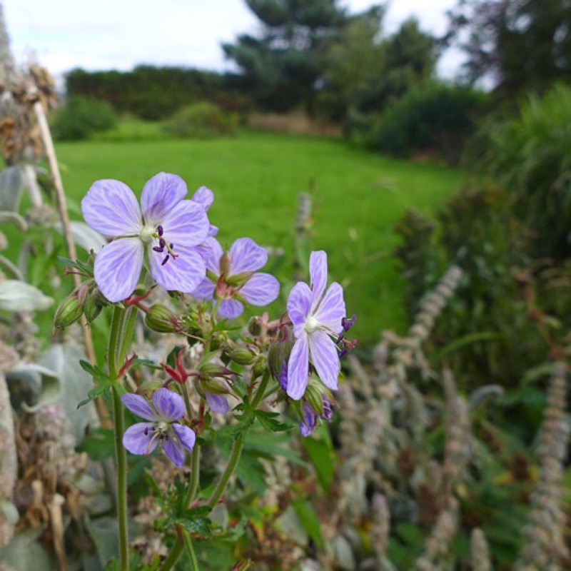 Geranium pratense Mrs Kendall Clark syn. Geranium pratense Mrs K. Clark in the GardenTags plant encyclopedia Meadow Cranesbill Mrs Kendall Clark in the GardenTags plant encyclopedia
