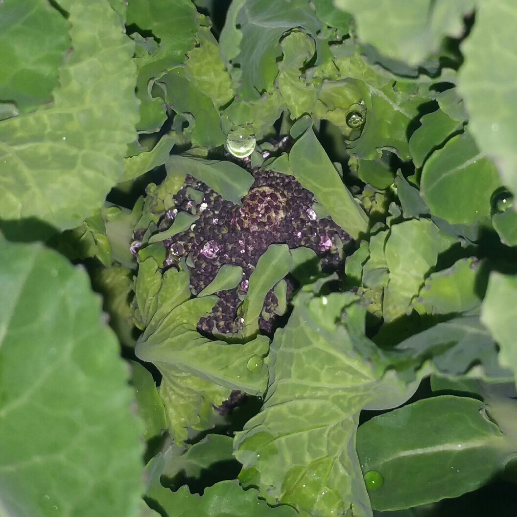 Brassica oleracea (Italica Group) Purple Sprouting in the GardenTags plant encyclopedia Broccoli Purple Sprouting in the GardenTags plant encyclopedia