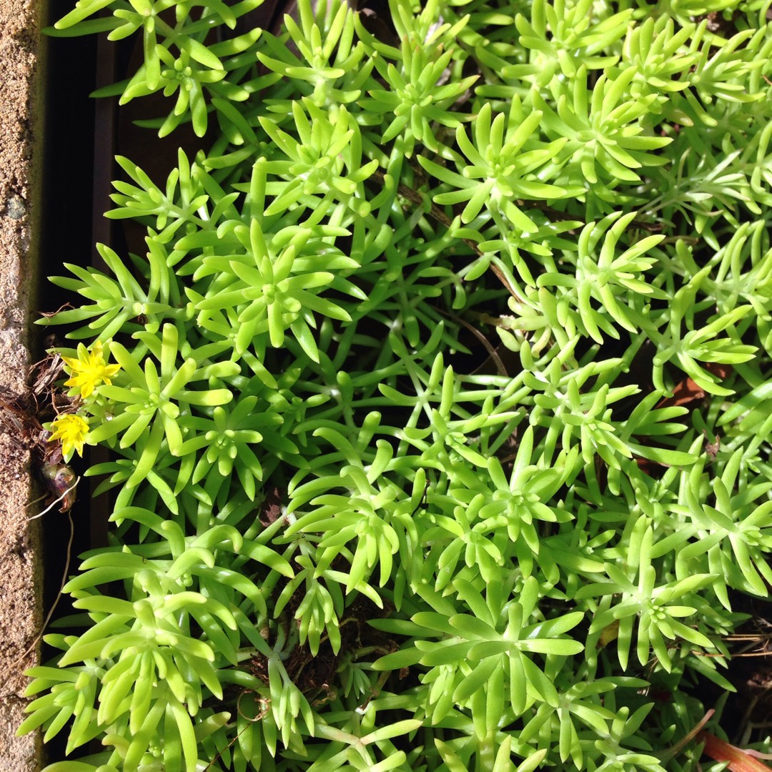 Sedum sediforme Gold in the GardenTags plant encyclopedia Golden Stonecrop in the GardenTags plant encyclopedia