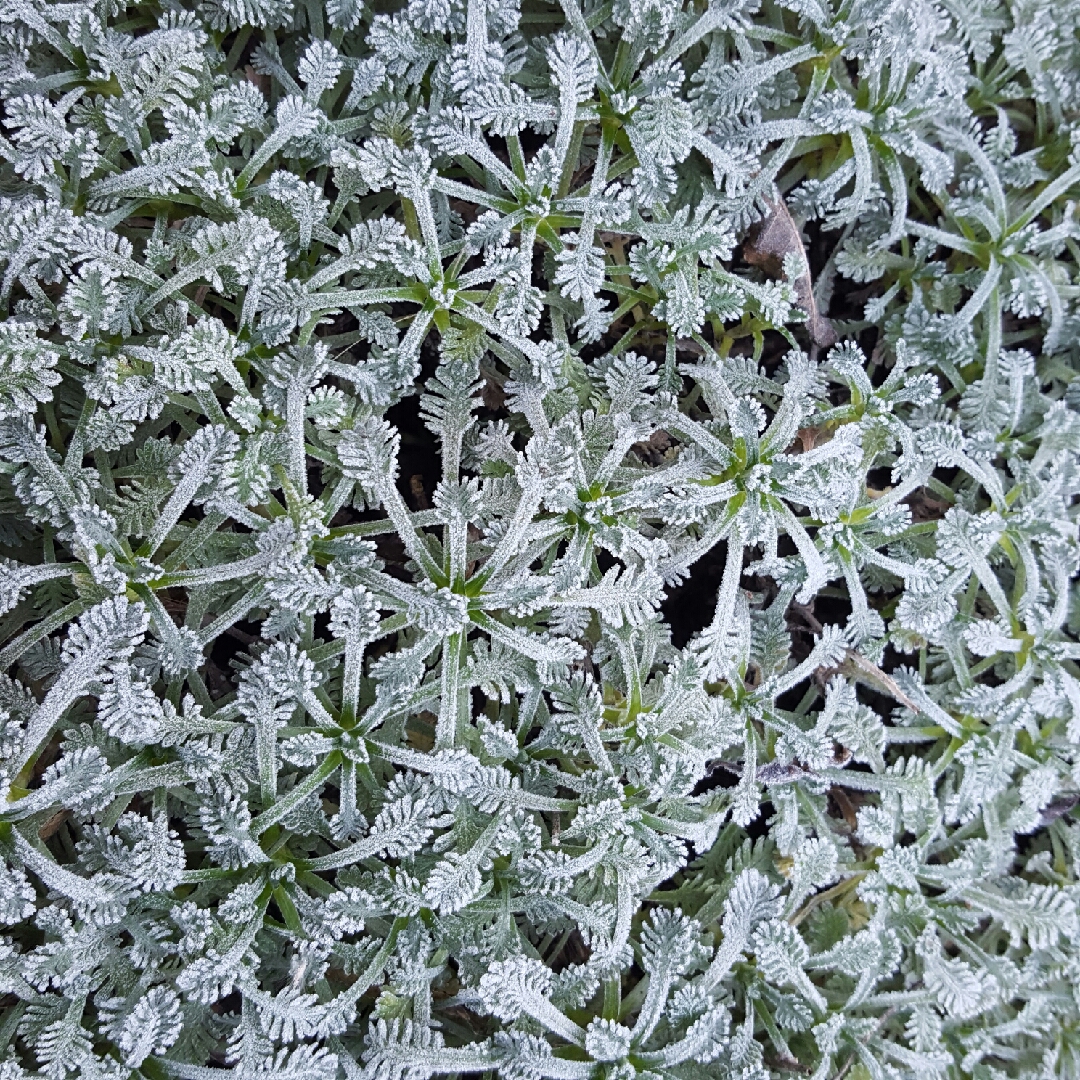 Achillea umbellata in the GardenTags plant encyclopedia Yarrow in the GardenTags plant encyclopedia