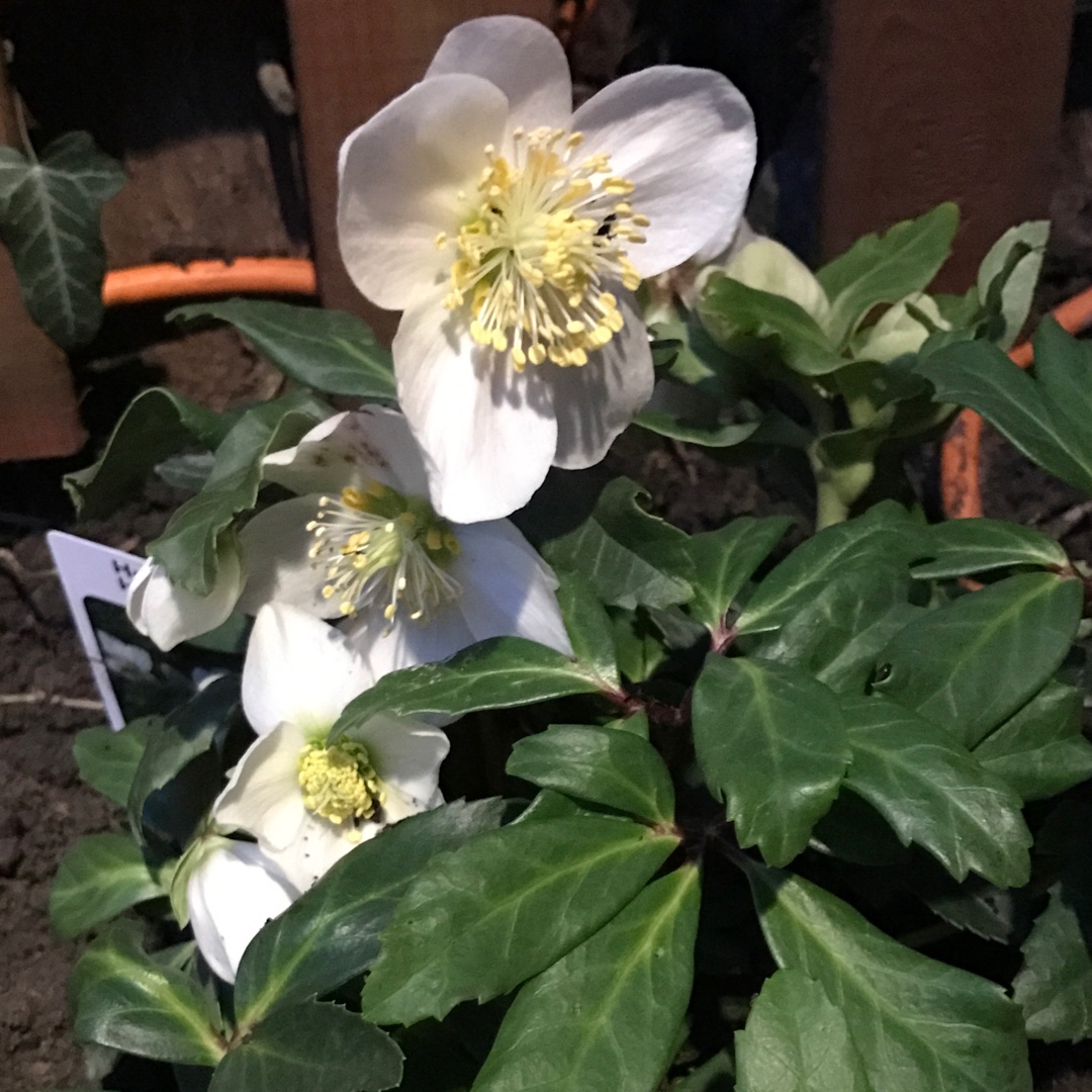 Helleborus niger Happy Day in the GardenTags plant encyclopedia Hellebore Happy Day in the GardenTags plant encyclopedia