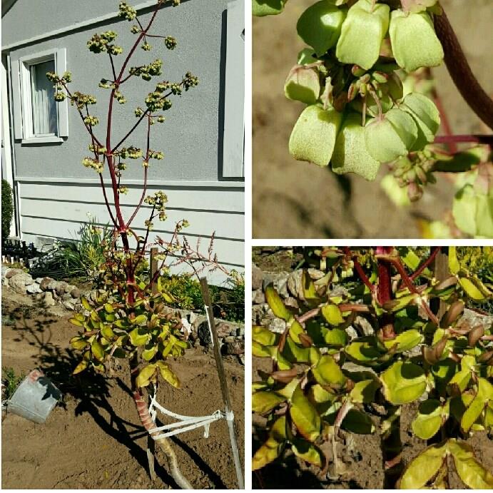 Kalanchoe prolifera in the GardenTags plant encyclopedia Eternal Life Plant in the GardenTags plant encyclopedia