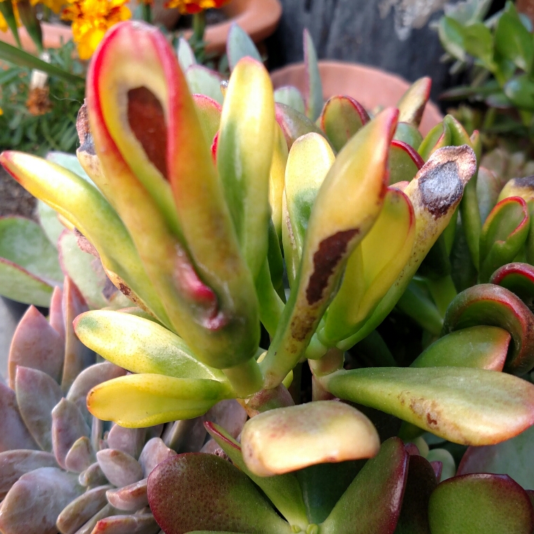 Crassula ovata v. Golum Variegata in the GardenTags plant encyclopedia Crassula Red Horn Tree in the GardenTags plant encyclopedia