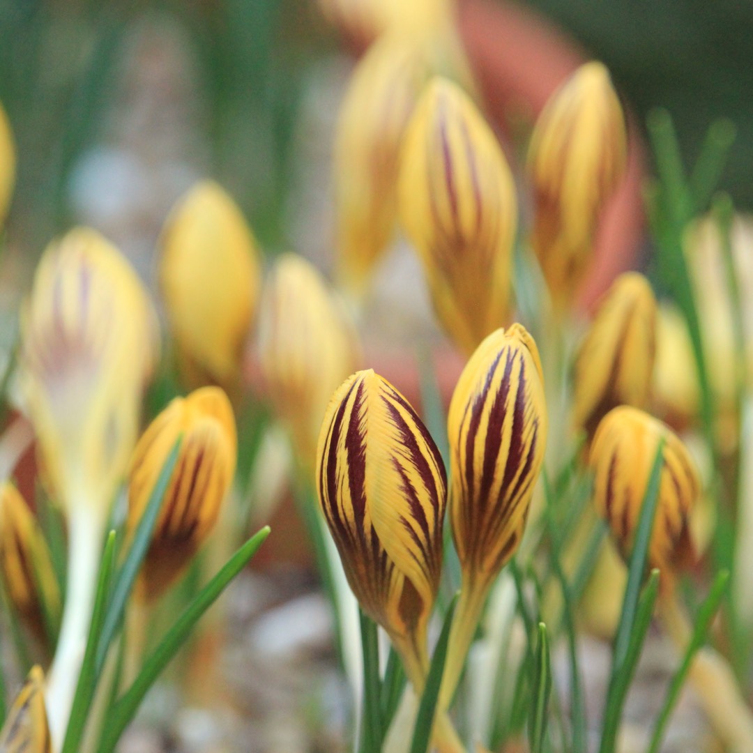 Crocus Gipsy Girl in the GardenTags plant encyclopedia