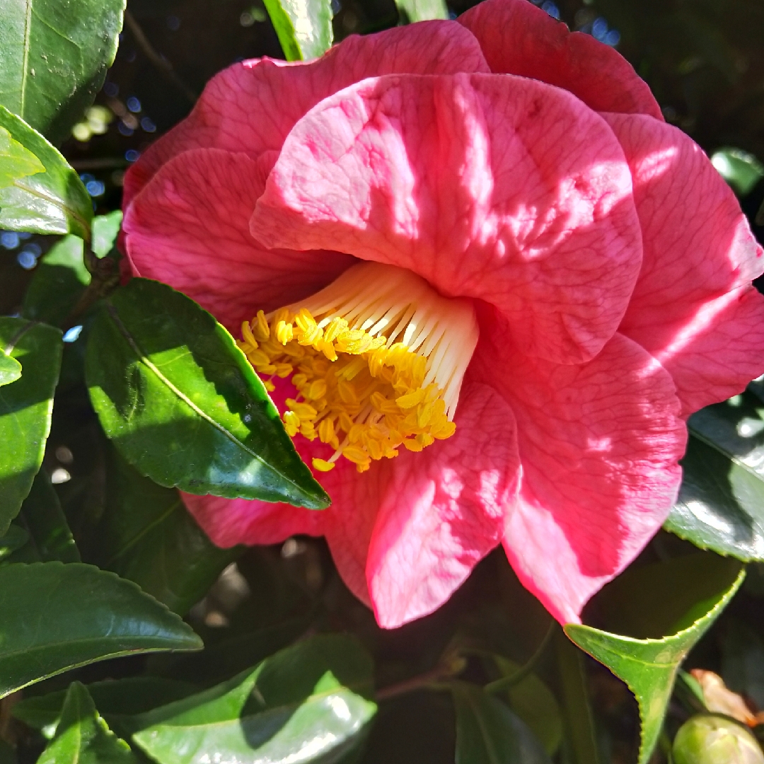 Camellia Bright Eyes in the GardenTags plant encyclopedia Camellia Bright Eyes in the GardenTags plant encyclopedia